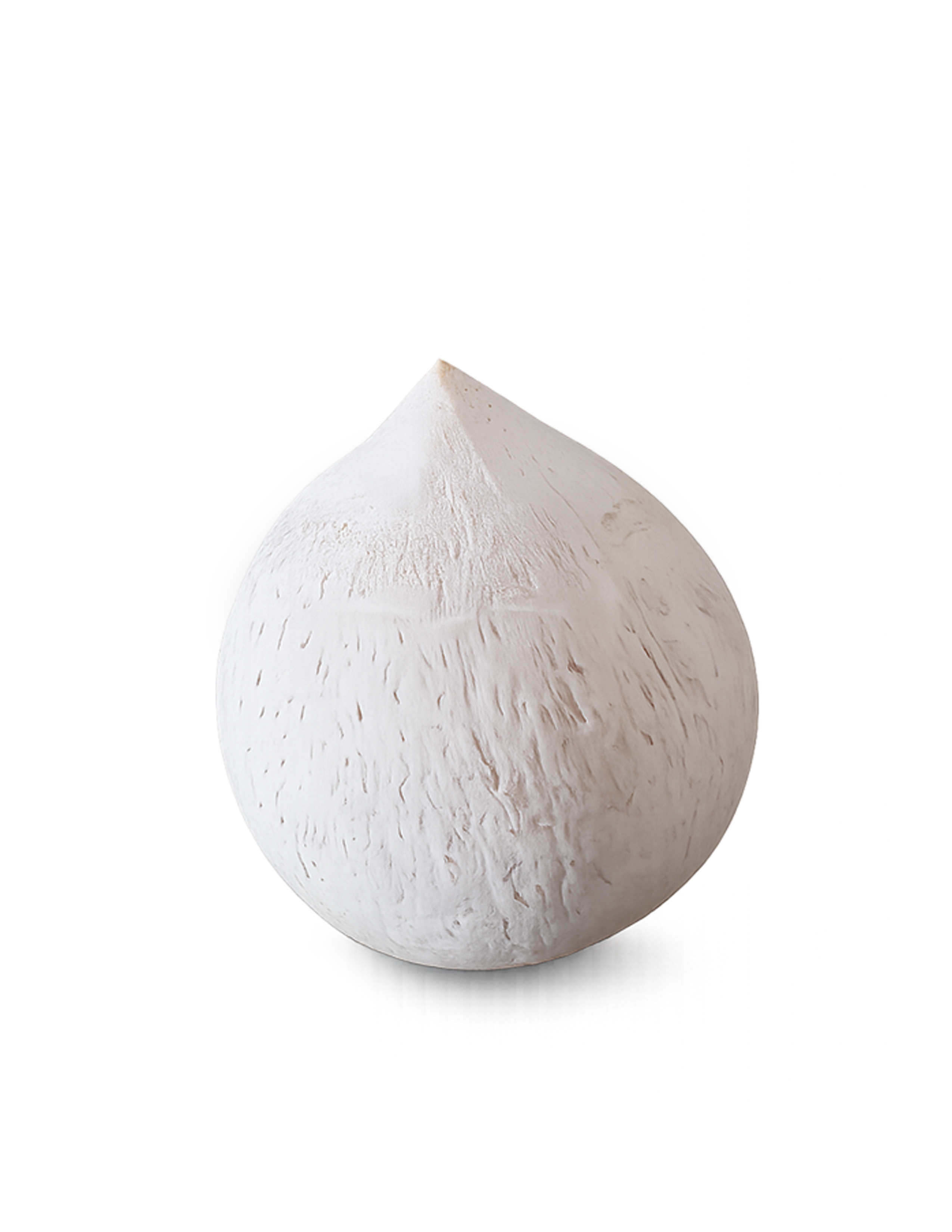 Polished-Bald Coconut (Small)