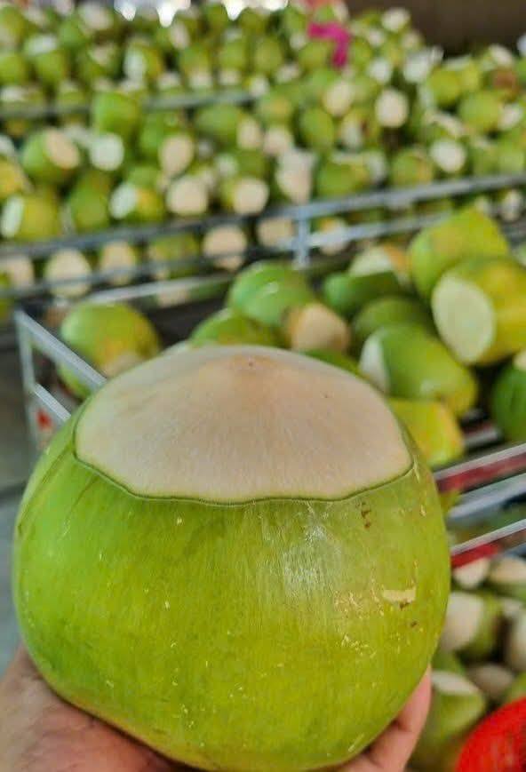Fresh Green — young coconut with green husk preserved