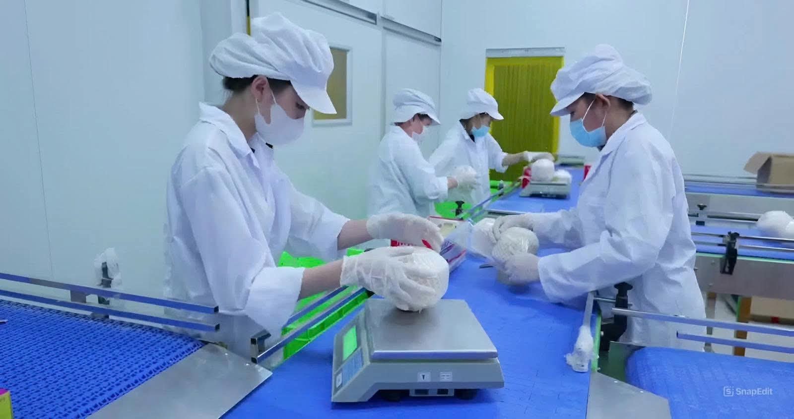 SGF Sourcing cleanroom processing line — HACCP-grade quality at every stage