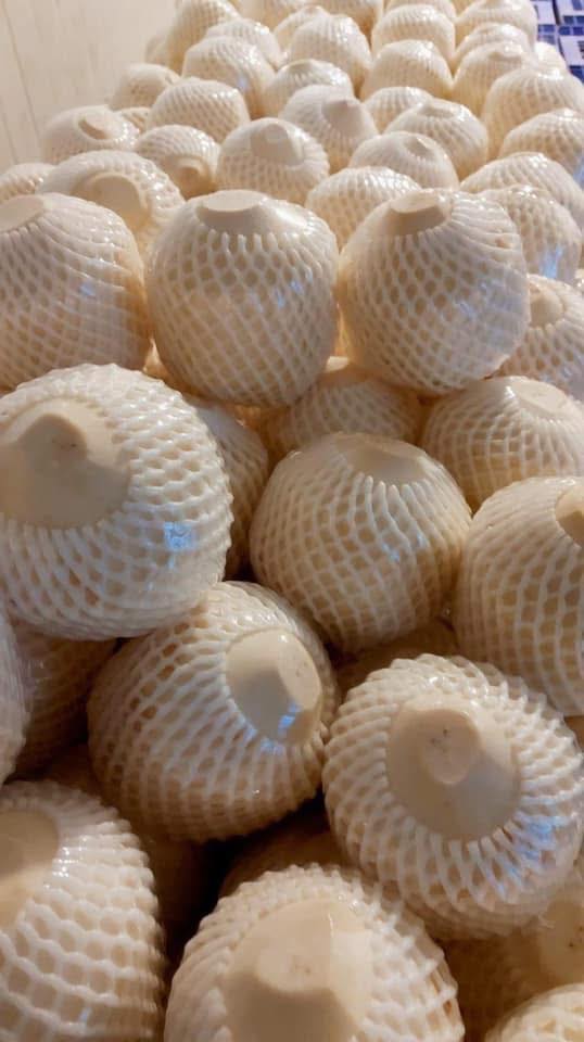 Polished bald coconuts in styrofoam mesh nets